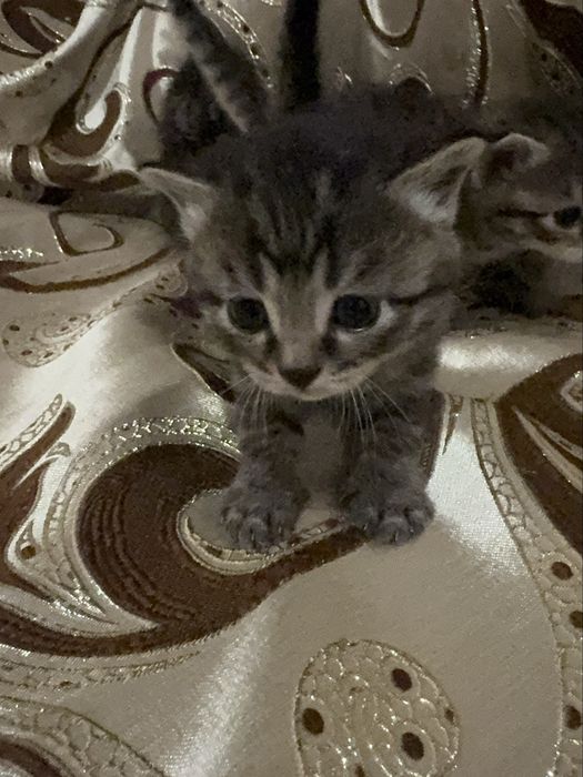 Отдам котят бесплатно