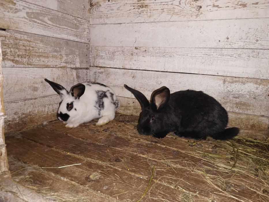 Продавам зайци на 2 и 3 месеца