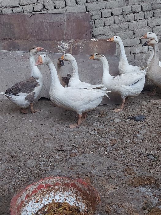 Goz sotiladi qrzon