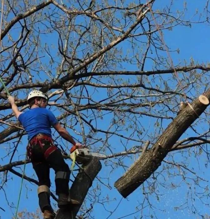 Спилить дерево , пилим любой сложности.