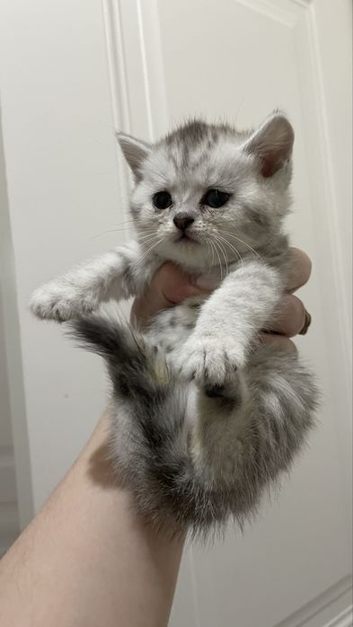 Котята шотландские парода