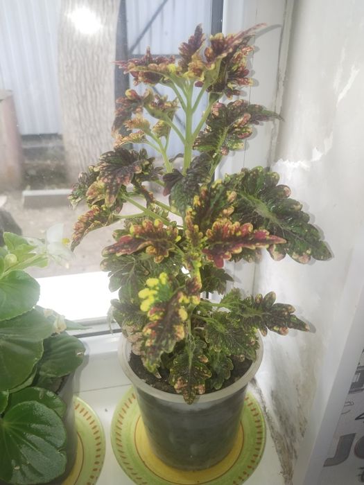 Продам цветы разные от 5000