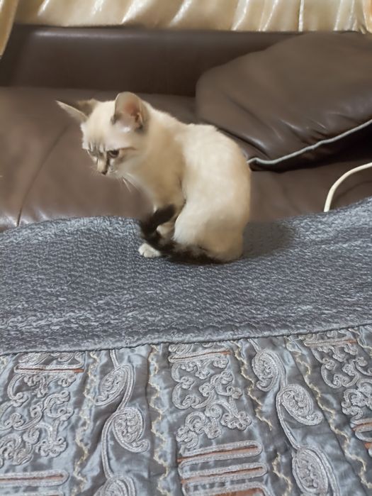 Отдам котят в хорошие руки