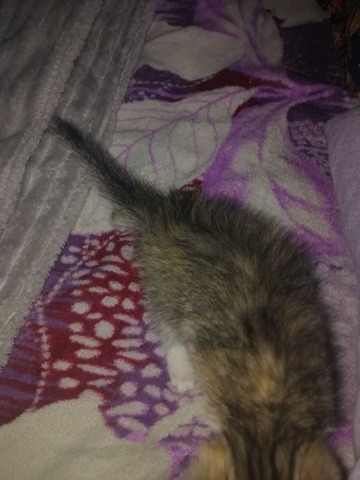 Отдам котят в добрые руки..