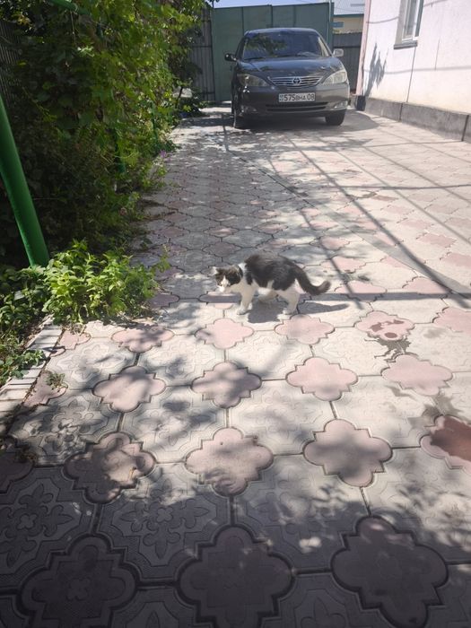 Отдам котят в хорошие,добрые руки