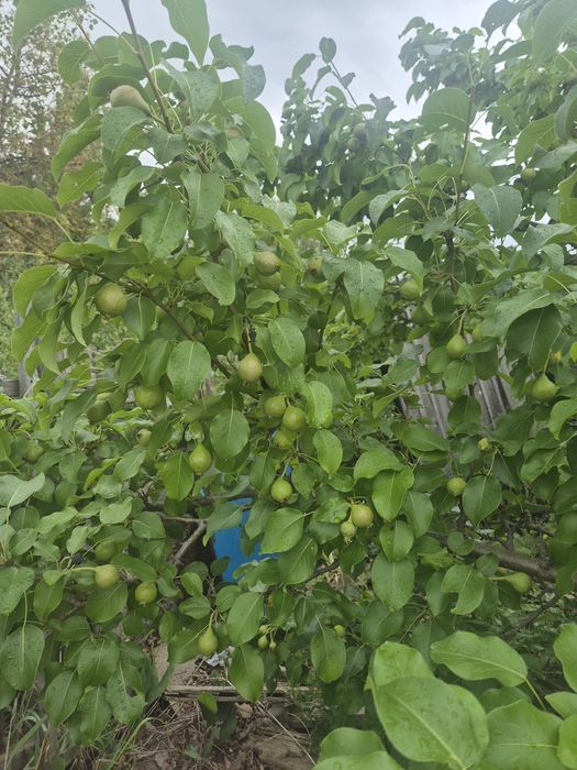 Продам дачу пк каучук в Темнртау.
