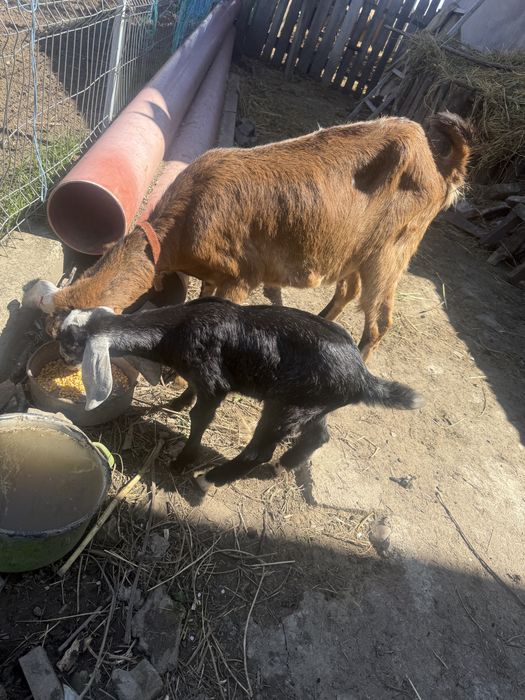 Vând mascul Anglo Nubian vârsta 5 săptamâni