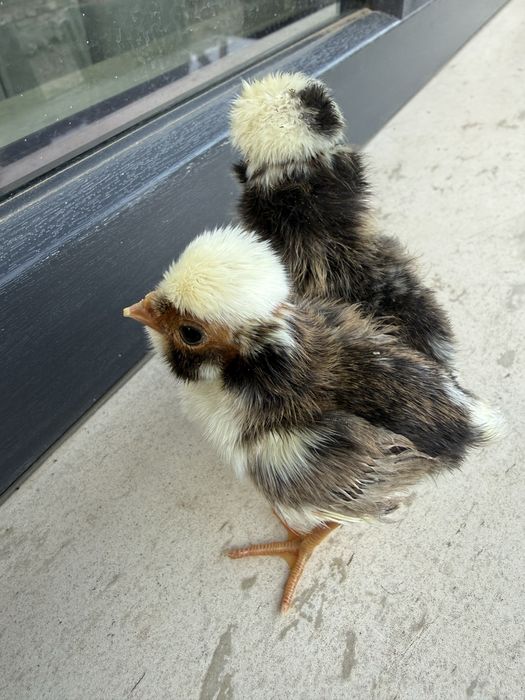 Vand familie de paduane si puisori