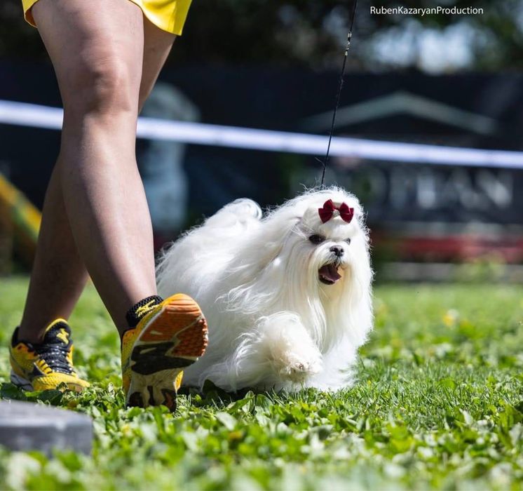 Мальтезе mini | baby face