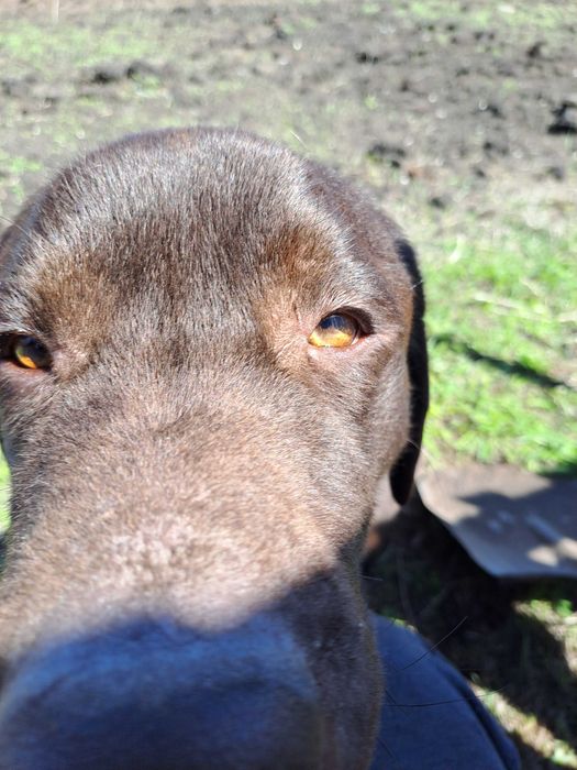 Лабрадор-ретривер