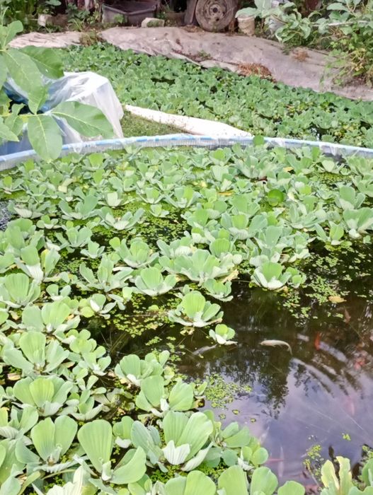Salata de Nil -pistia, zambile amazoniene, plante de apa plutitoare.