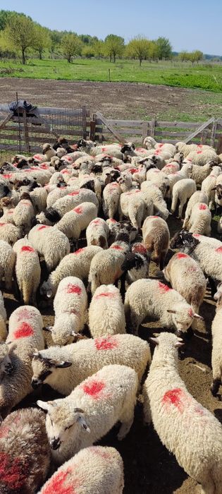 Miei de vanzare 200 bucati