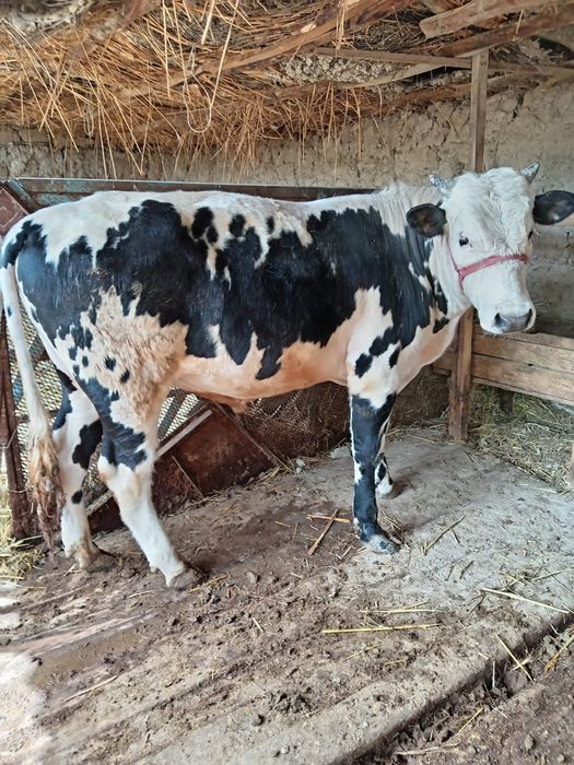 Өгіз сатыладыыыы