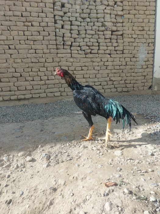 Dakang xo'roz kareyiski