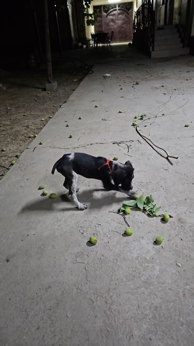 Кушик сатам  охотничный