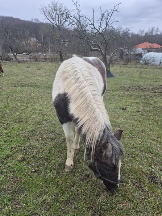 Vând cârlană semigrea
