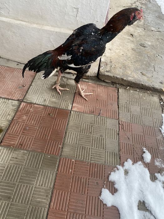 Дакан тауык шөже