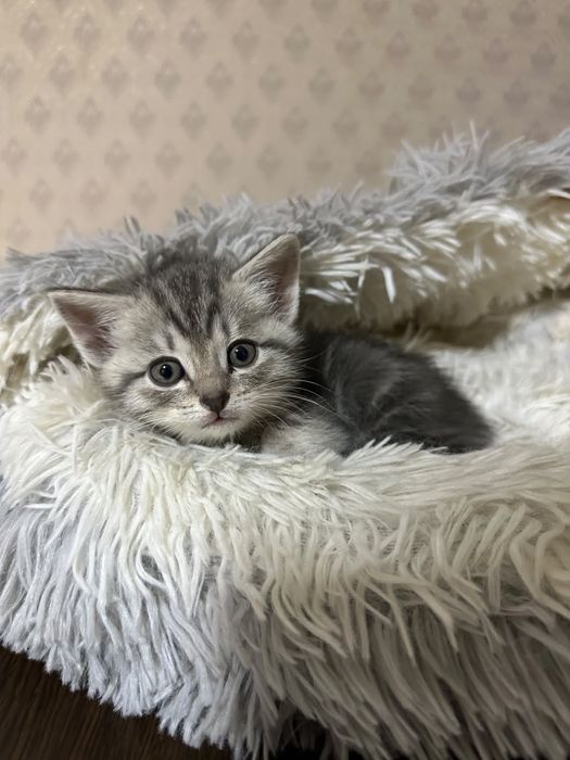 Отдам котенка в добрые руки