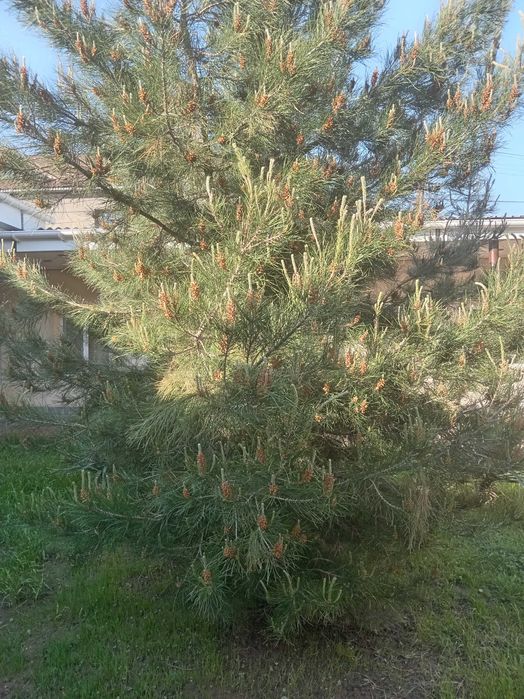 Продаётся сосна 4 метр