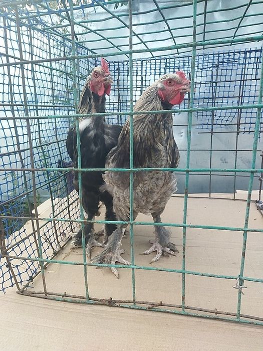 Продам пару петухов