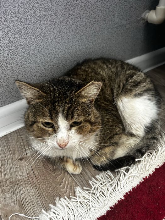 Кошки Отдам хорошоми руками