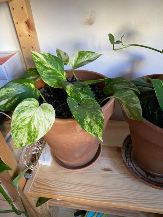 Filodendroni, pothos, mușcate parfumate și ghivece de ceramică