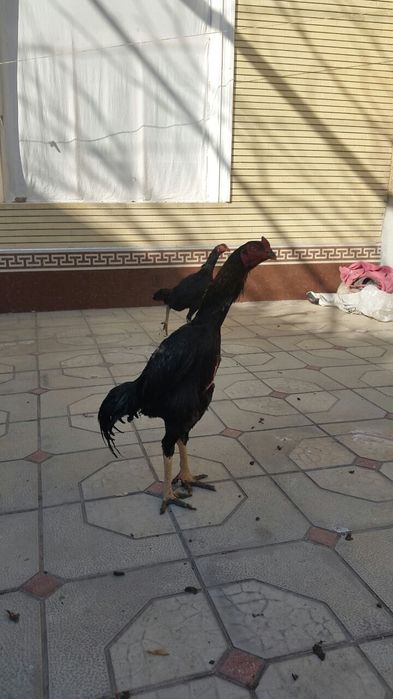 Корейский  хуроз 8 ойлик  сотилади