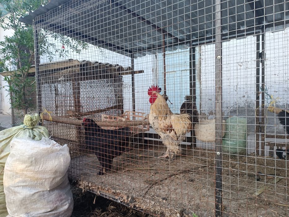 Кора товуклар хаммаси тухумга 8 та товук 1 та хуроз соглом