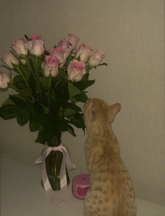 Котенок, Аки, милый