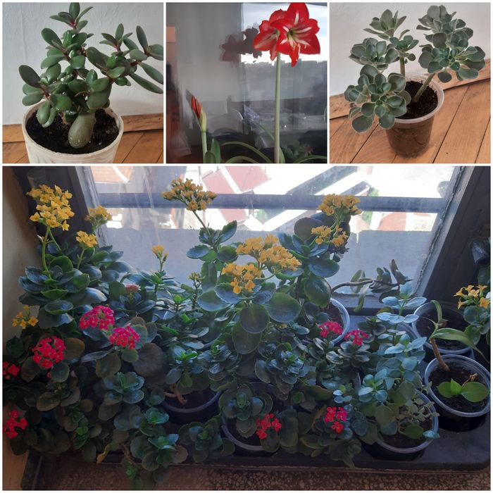 Дърво живота,амарилис,каланхое,индрише,мушкато,хлорофитум,традисканция