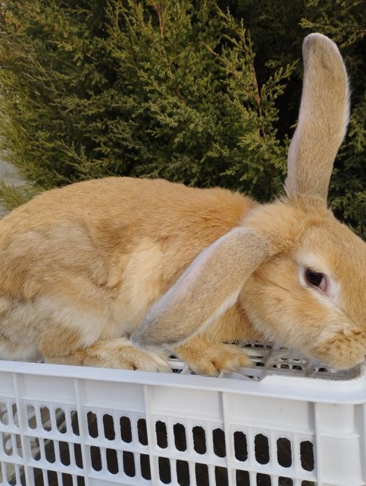 Продаются кролики