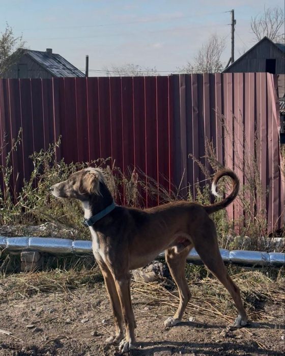 Тазы сатылады...