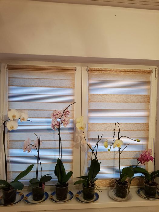 Jaluzele, rolete, rulouri, storuri