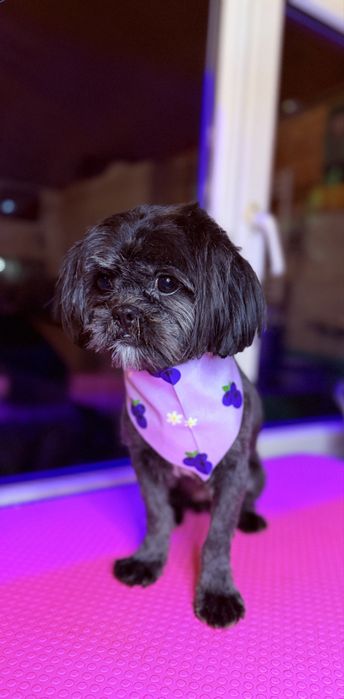 Tuns catei bragadiru 20%reducere