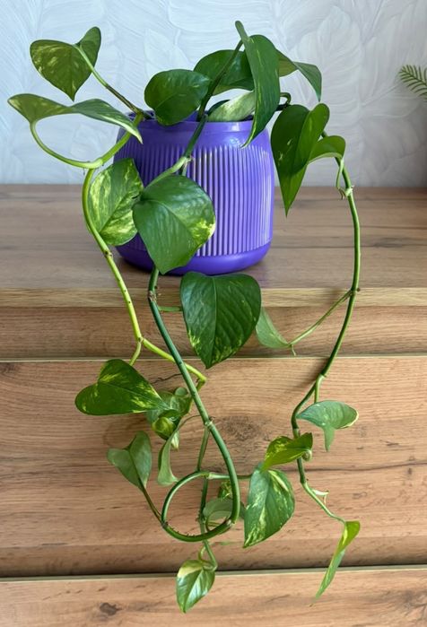 Продам комнатные цветы