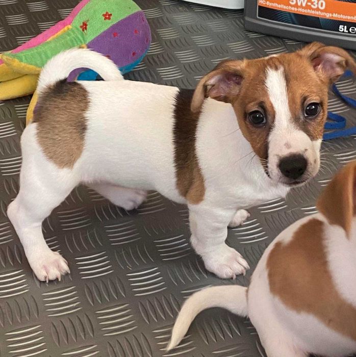 Продават се Джак Ръсели