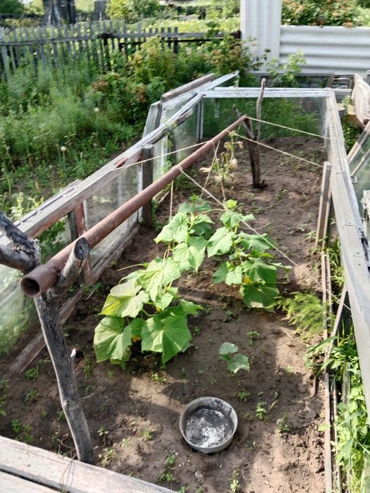 Продам дачу садоводство "Яблонька"