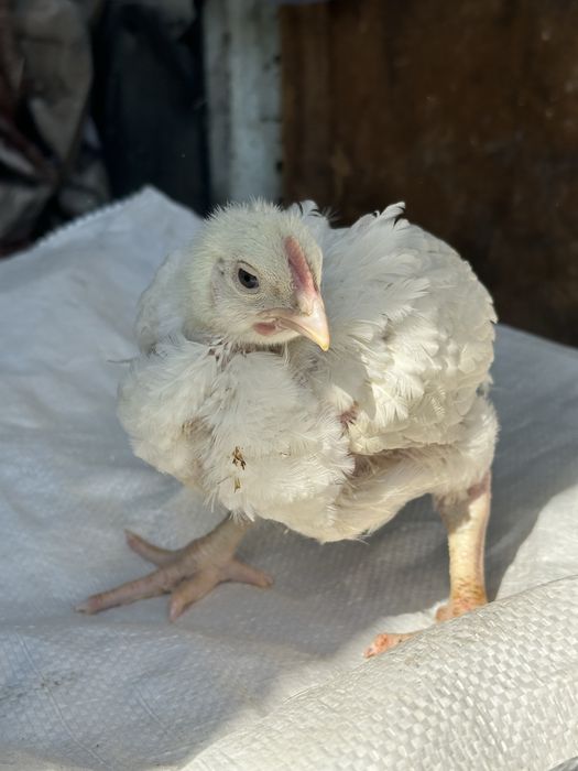 Броллера! Броллерные цыплята Кобб 500