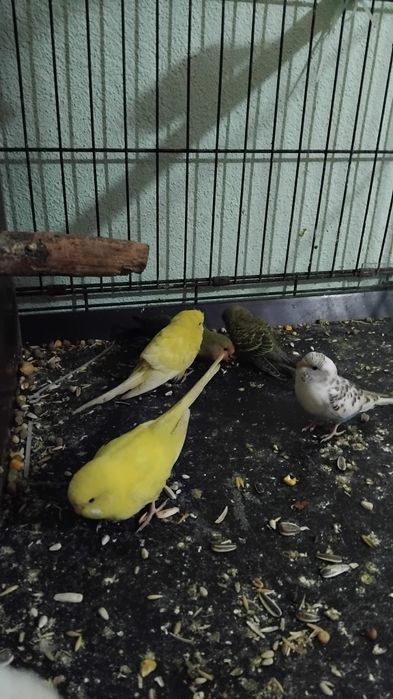 Vând sau schimb peruși