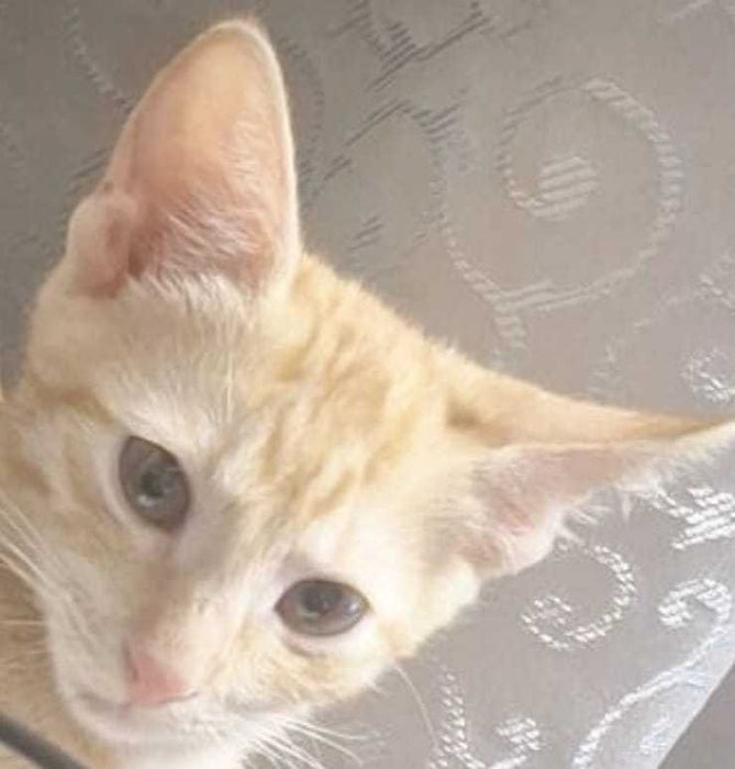 Karamel si Ruby isi cauta casuta