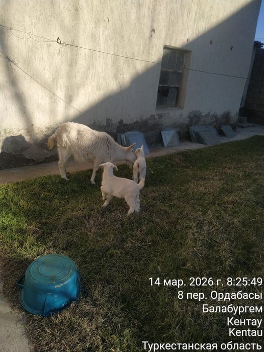 Орыс ешкі  сатылады