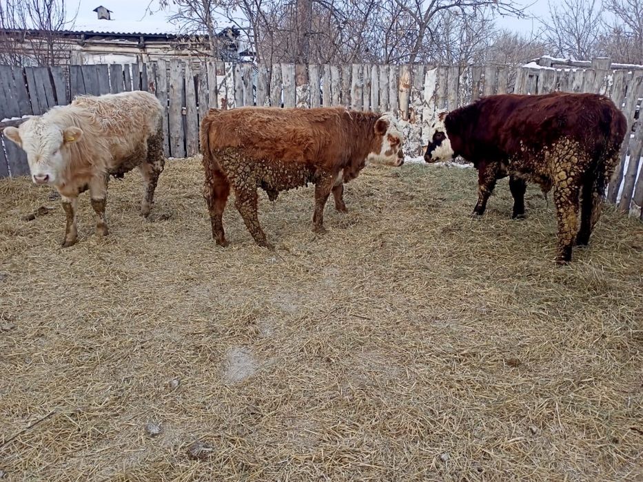 Продам оптом молодняк