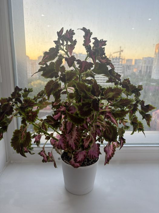 Продам комнатные цветы