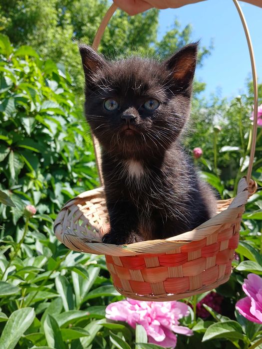 британские котята