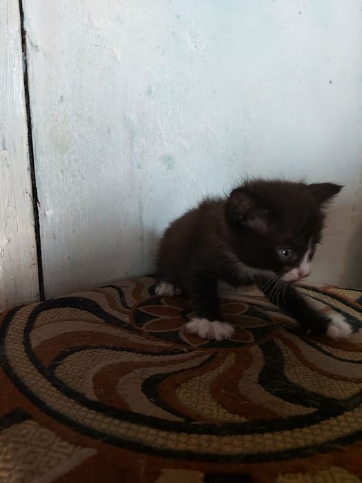отдам котят в хорошие руки.