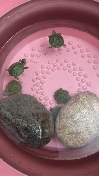 Красноухая черепаха