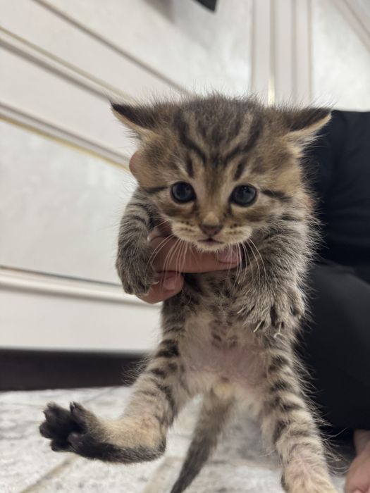 Котята ищут добрых хозяев