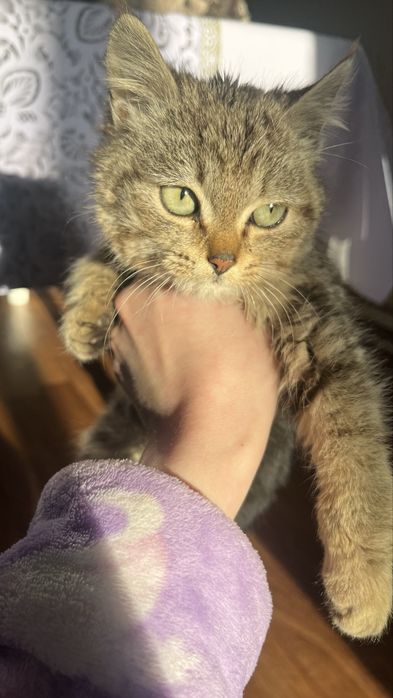 Котенок в добрые руки