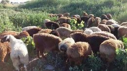 бараны жирные от 55000