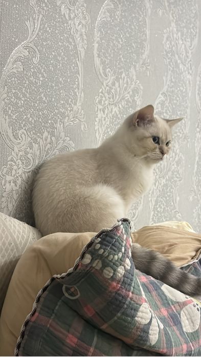 Кот Британец смесь Шотландцем